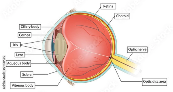 Obraz eye anatomy