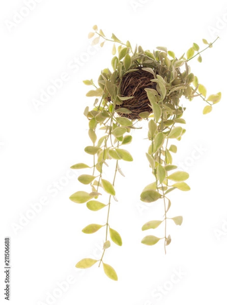 Obraz Dischidia nummularia Variegata in Pong pong seed