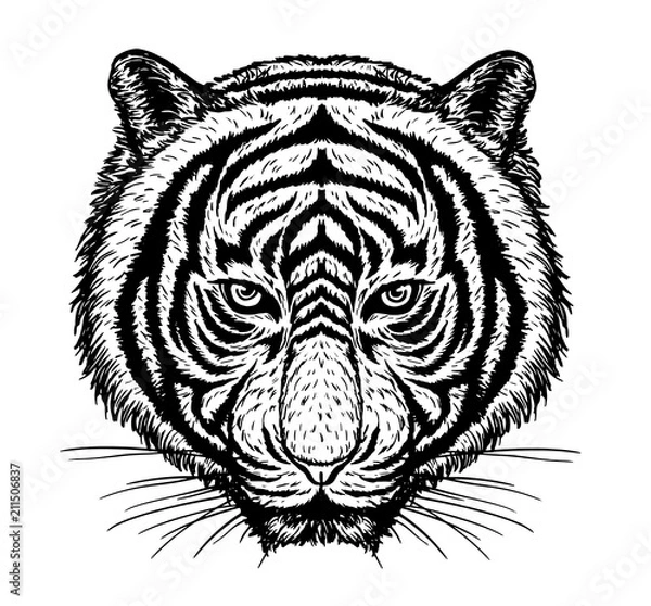 Fototapeta Tiger vector drawing on white background.Tiger tattoo art highly detailed in line art style.