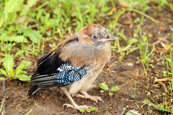 Fototapeta Nestling jay taking off from a nest