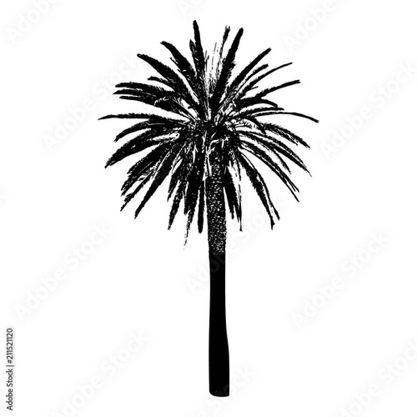 Fototapeta Silhouette of a palm tree. Black on white background.