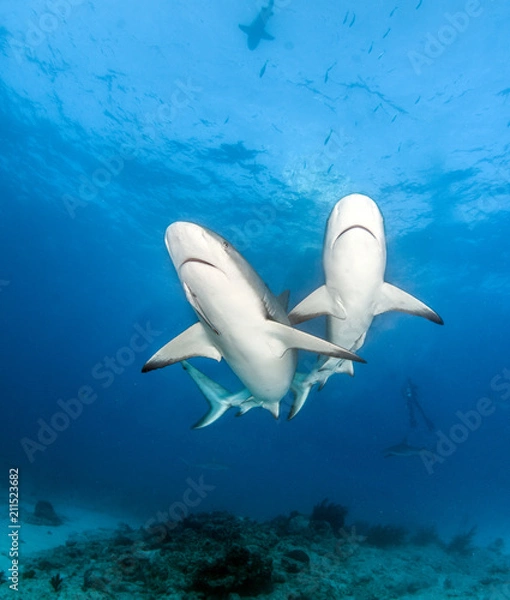 Obraz Caribbean reef shark