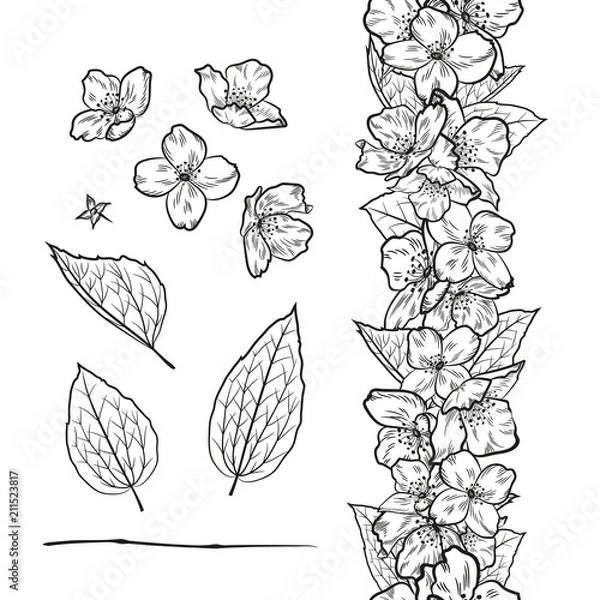 Fototapeta Vector set of outline jasmine elements. Decorative seamless border with jasmine flowers and leaves. Black and white.