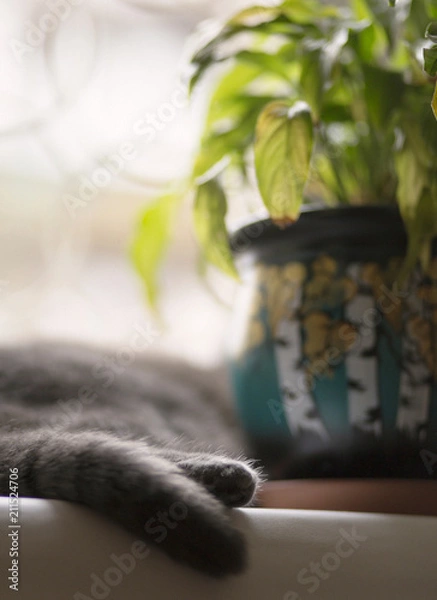 Fototapeta a cat lying on a window sill next to a flower