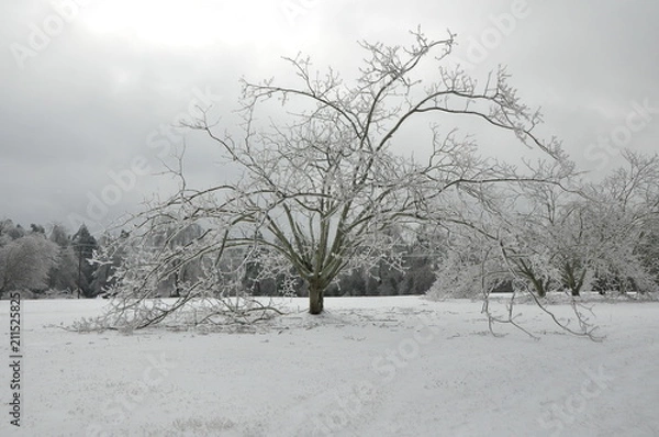 Fototapeta winter glaze
