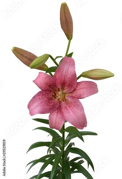 Obraz Pink lilies