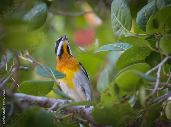 Fototapeta Western Spindalis - Spindalis Zena