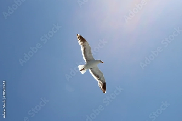 Fototapeta Pacific Ocean: Channel Islands wildlife and seaside cliffs