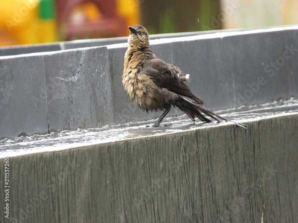 Fototapeta Ave tomando un baño