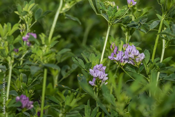 Obraz Futterluzerne mit Blüte