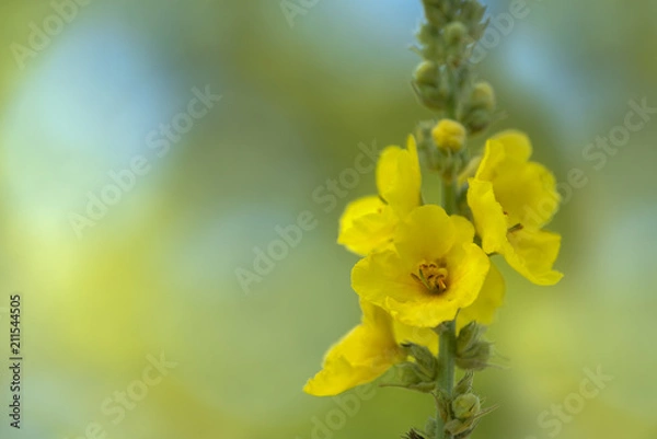 Obraz Großblühende Königskerze