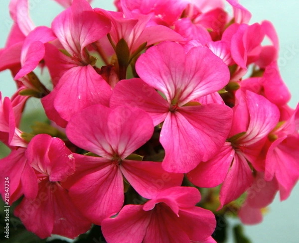 Fototapeta Sâo Paulo City