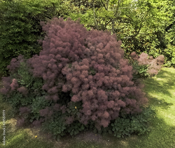 Obraz European smoketree (cotinus coggygria) known as rhus cotinus, Eurasian smoketree, smoke tree, smoke bush, or dyer's sumach is a species of flowering plant - Uckfield, United Kingdom