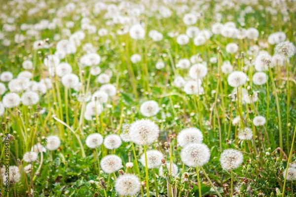 Obraz Mid-summer, July.