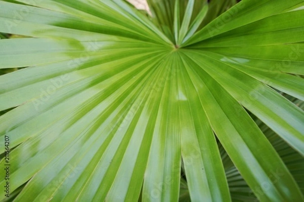 Obraz Close up of leaves saw palmetto, Abstract leaves texture, Ecological Concept, Space for text in template (sabal palm, Serenoa repens)
