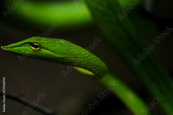Fototapeta Green Vine Snake
