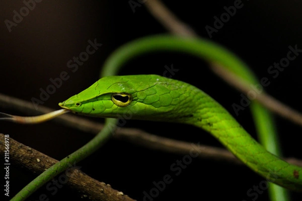 Fototapeta Green Vine Snake