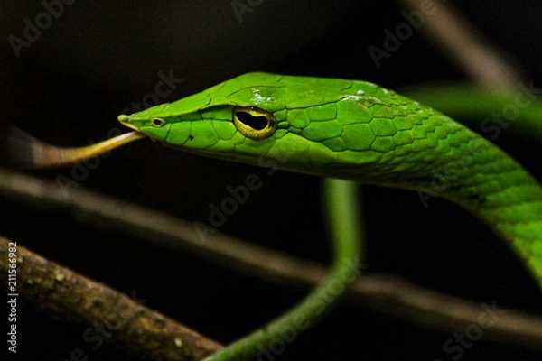 Fototapeta Green Vine Snake