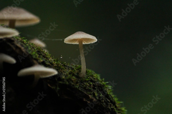 Fototapeta Mushroom