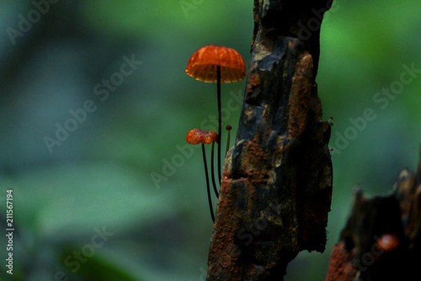 Fototapeta Mushroom