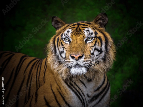 Fototapeta Patterned skin and the face of the Indochinese tiger.