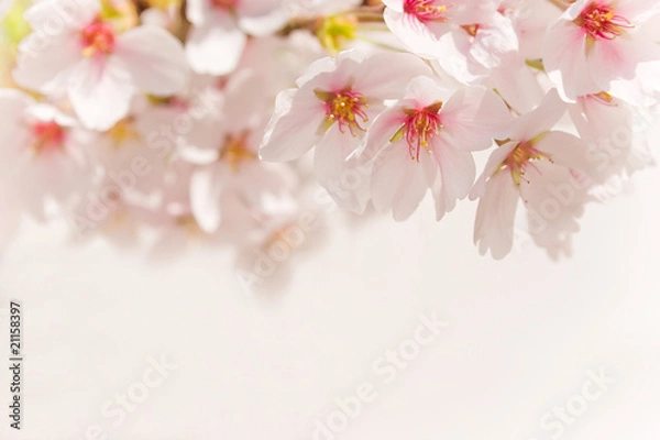 Obraz cherry blossom