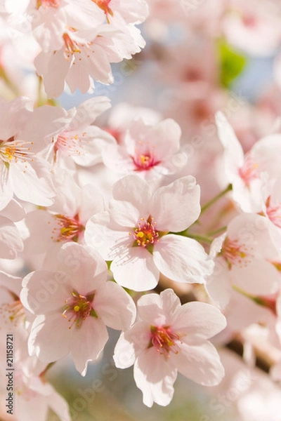 Obraz cherry blossom