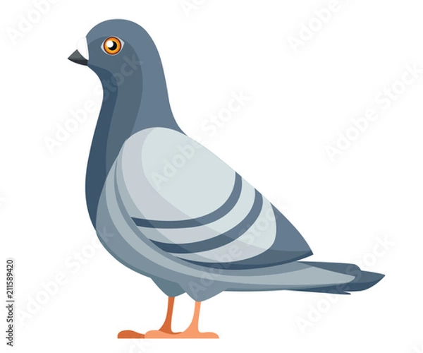 Fototapeta Pigeon bird. Flat cartoon character design. Colorful bird icon. Cute pigeon template. Vector illustration isolated on white background