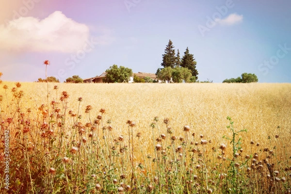 Fototapeta view of the big house through a wheat field