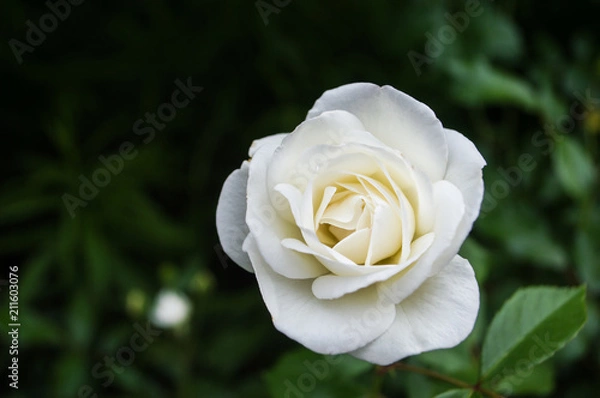Obraz White Rose 