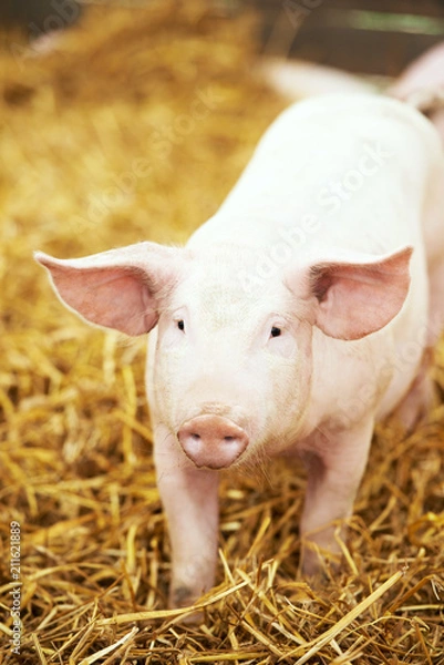 Fototapeta Young piglet on hay and straw at pig breeding farm