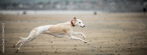 Obraz Whippet na plaży