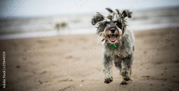 Obraz Schnauzer on the Beach
