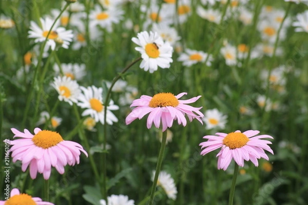 Fototapeta chamomile
