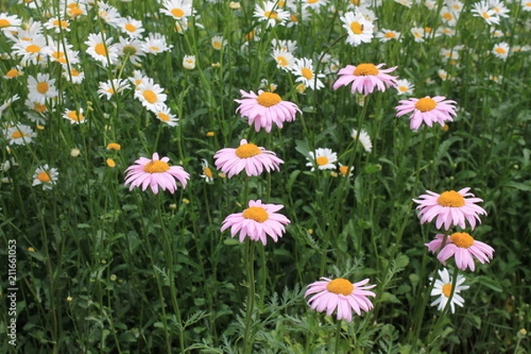 Fototapeta chamomile