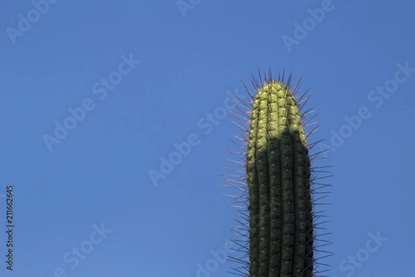 Obraz cactus