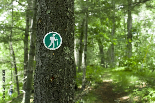 Obraz Hiking Trail Marker on a Tree in the Woods