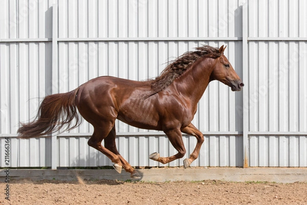 Obraz Chestnut horse running in paddock on the sand background
