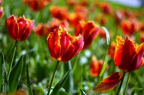 Obraz Holiday tulips