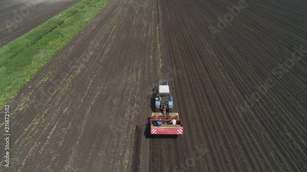 Fototapeta Farm machinery harvesting potatoes. Farmer field with a potato crop. Pile of potatoes on a trailer with vintage tractor. Aerial footage.
