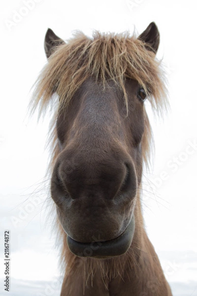 Fototapeta Przyjazny koń