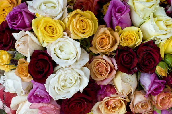 Fototapeta Rosenstrauß_2