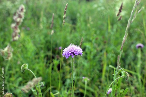 Fototapeta Scabious.  Gentle lilac scabiosa flower on  blurred background.