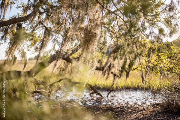 Obraz Sunset on the marsh 1