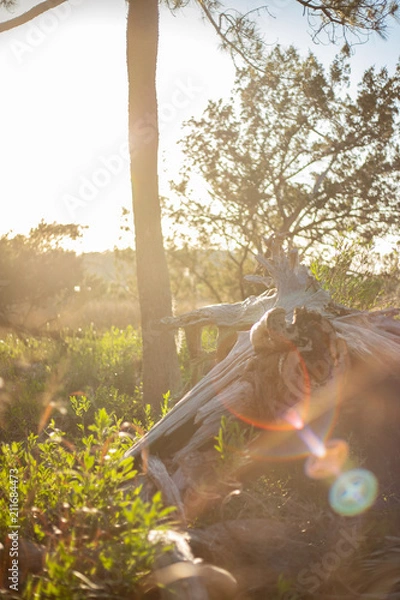 Obraz Marsh grass by palm tree