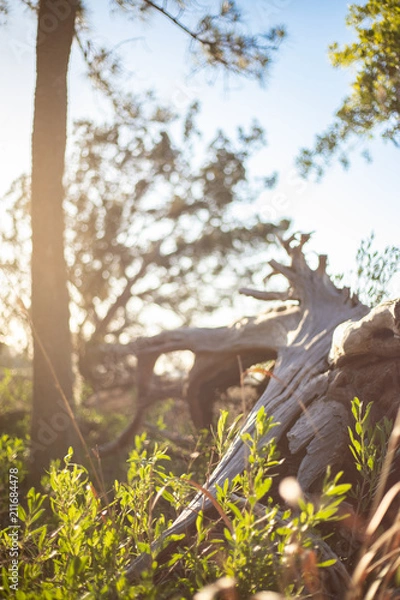 Obraz Marsh grass at sunset