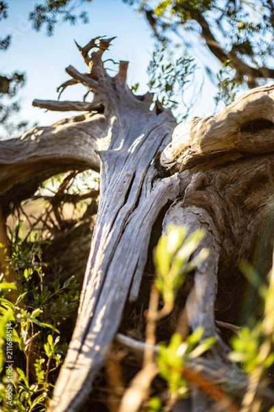 Obraz Old tree by the marsh