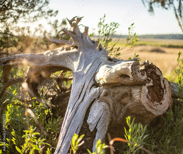 Obraz Fallen tree on the marsh