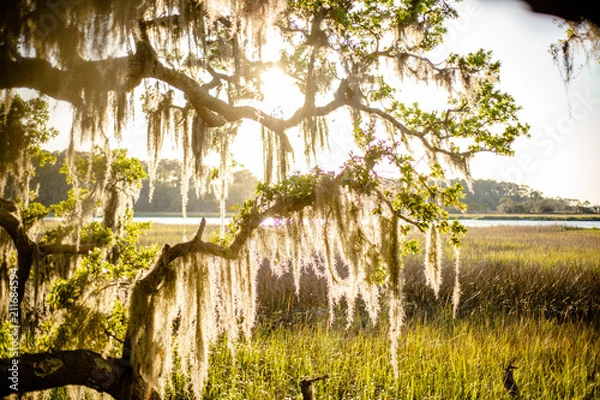 Obraz Tree hanging over the marsh