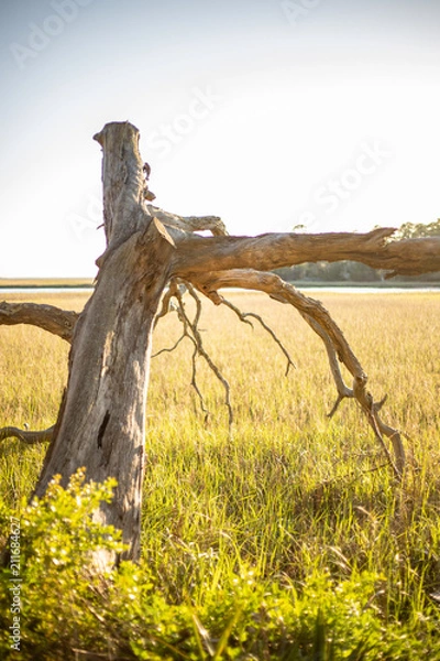 Obraz Dead tree on the marsh